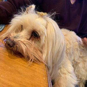 Meet your Posher, Blake